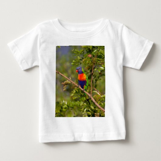Regenbooglori (Voorkant)