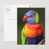Regenbooglori Briefkaart (Voorkant / Achterkant)