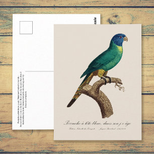Regenbooglori juveniel Trichoglossus moluccanus Briefkaart