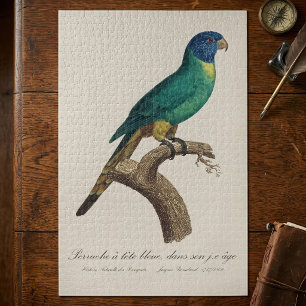 Regenbooglori juveniel Trichoglossus moluccanus Legpuzzel