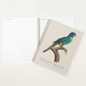 Regenbooglori juveniel Trichoglossus moluccanus Planner (Display)
