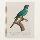 Regenbooglori juveniel Trichoglossus moluccanus Planner (Voorkant)