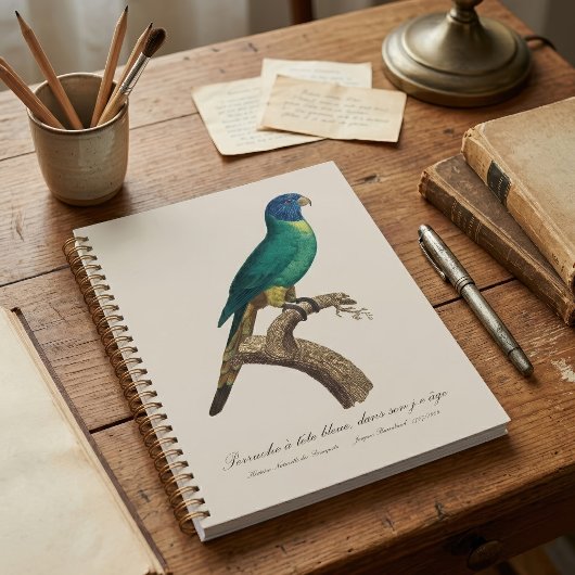 Regenbooglori juveniel Trichoglossus moluccanus Planner