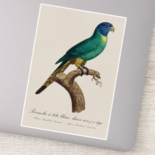 Regenbooglori juveniel Trichoglossus moluccanus Sticker