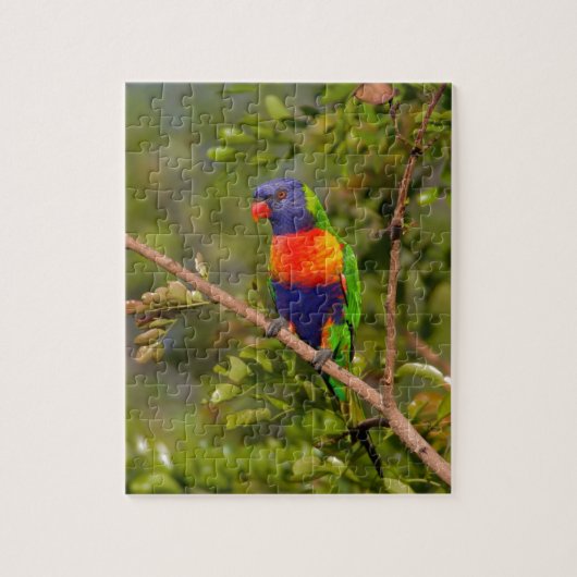 Regenbooglori Legpuzzel (Verticaal)