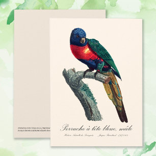 Regenbooglori (mannetje), Trichoglossus Moluccanus Bedankkaart