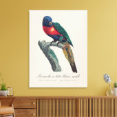 Regenbooglori (mannetje), Trichoglossus Moluccanus Canvas Afdruk (Insitu (Woonkamer))