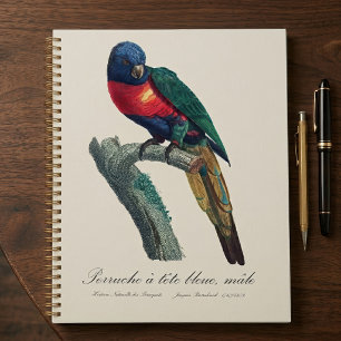 Regenbooglori (mannetje), Trichoglossus Moluccanus Planner