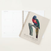 Regenbooglori (mannetje), Trichoglossus Moluccanus Planner (Display)