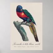 Regenbooglori (mannetje), Trichoglossus Moluccanus Poster (Voorkant)