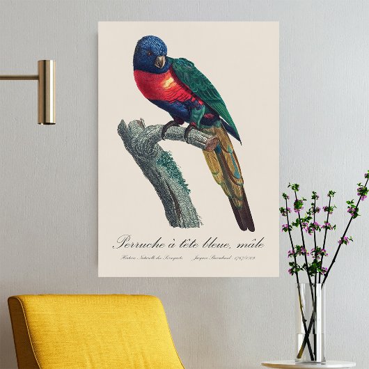Regenbooglori (mannetje), Trichoglossus Moluccanus Poster