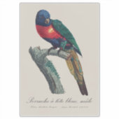 Regenbooglori (mannetje), Trichoglossus Moluccanus Sticker (Voorkant)