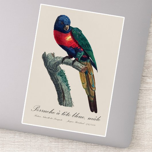 Regenbooglori (mannetje), Trichoglossus Moluccanus Sticker