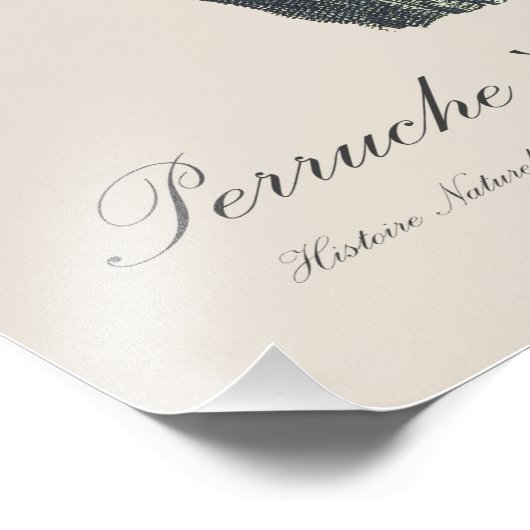 Regenbooglori / Regenbooglori  Foto Afdruk (Hoek)