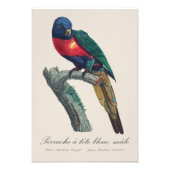 Regenbooglori / Regenbooglori  Foto Afdruk (Voorkant)