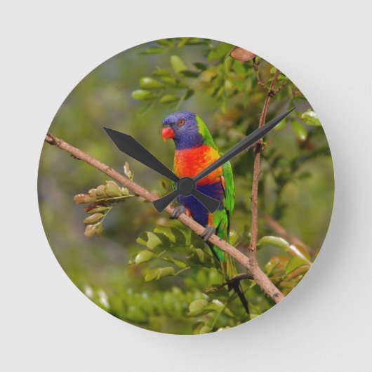 Regenbooglori Ronde Klok (Voorkant)