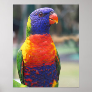 Regenbooglori (Trichoglossus haematodus 2 Poster