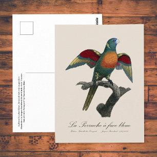 Regenbooglori, Trichoglossus haematodus Briefkaart