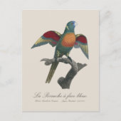 Regenbooglori, Trichoglossus haematodus Briefkaart (Voorkant)