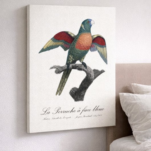 Regenbooglori, Trichoglossus haematodus Canvas Afdruk