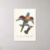 Regenbooglori, Trichoglossus haematodus Canvas Afdruk (Voorkant)
