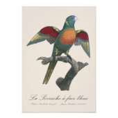Regenbooglori, Trichoglossus haematodus Foto Afdruk (Voorkant)