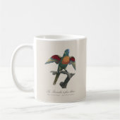 Regenbooglori, Trichoglossus haematodus Koffiemok (Links)