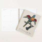 Regenbooglori, Trichoglossus haematodus Planner (Display)