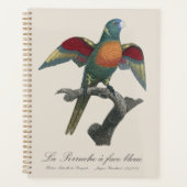 Regenbooglori, Trichoglossus haematodus Planner (Voorkant)