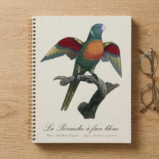 Regenbooglori, Trichoglossus haematodus Planner