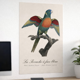 Regenbooglori, Trichoglossus haematodus Poster