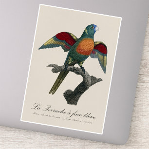 Regenbooglori, Trichoglossus haematodus Sticker