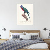 Regenbooglori vrouwtje, Trichoglossus moluccanus Canvas Afdruk (Insitu (Slaapkamer))