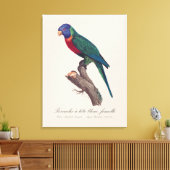 Regenbooglori vrouwtje, Trichoglossus moluccanus Canvas Afdruk (Insitu (Woonkamer))