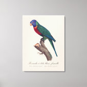 Regenbooglori vrouwtje, Trichoglossus moluccanus Canvas Afdruk (Voorkant)