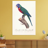 Regenbooglori vrouwtje, Trichoglossus moluccanus Canvas Afdruk (Insitu (Woonkamer))