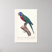 Regenbooglori vrouwtje, Trichoglossus moluccanus Canvas Afdruk (Voorkant)