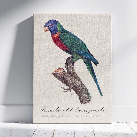 Regenbooglori vrouwtje, Trichoglossus moluccanus Canvas Afdruk