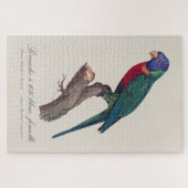Regenbooglori vrouwtje, Trichoglossus moluccanus Legpuzzel (Horizontaal)