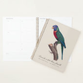Regenbooglori vrouwtje, Trichoglossus moluccanus Planner (Display)