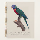Regenbooglori vrouwtje, Trichoglossus moluccanus Planner (Voorkant)