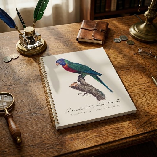 Regenbooglori vrouwtje, Trichoglossus moluccanus Planner