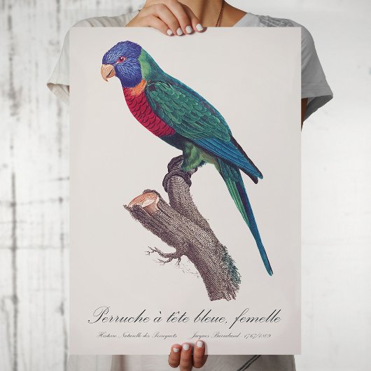 Regenbooglori vrouwtje, Trichoglossus moluccanus Poster