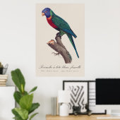 Regenbooglori vrouwtje, Trichoglossus moluccanus Poster (Thuiskantoor)