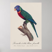 Regenbooglori vrouwtje, Trichoglossus moluccanus Poster (Voorkant)