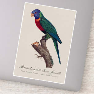 Regenbooglori vrouwtje, Trichoglossus moluccanus Sticker