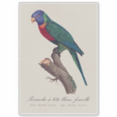Regenbooglori vrouwtje, Trichoglossus moluccanus Sticker (Voorkant)