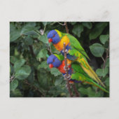 RegenboogLorikeets, kleurrijke papegaaien Briefkaart (Voorkant)