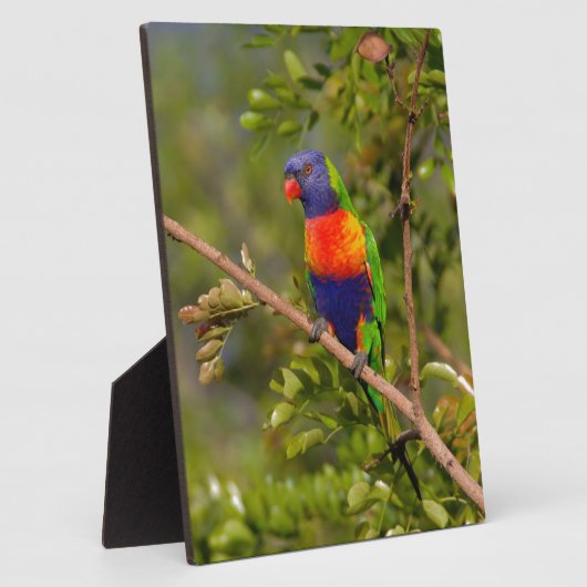 Regenboogloriket Fotoplaat (Zijkant)