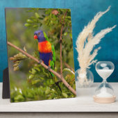 Regenboogloriket Fotoplaat (Zijkant)